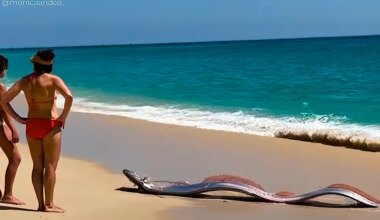 Giant oarfish strand on Cabo San Lucas beach, prompting rescue effort