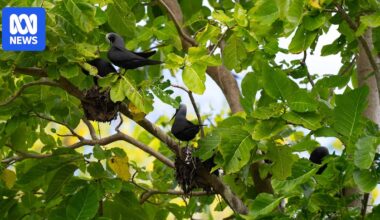 North West Island on the Great Barrier Reef declared rat-free