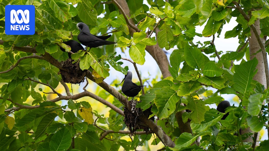 North West Island on the Great Barrier Reef declared rat-free