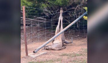 Driver Sees Huge Animal Trapped Upside Down In Fence And Screeches To A Stop
