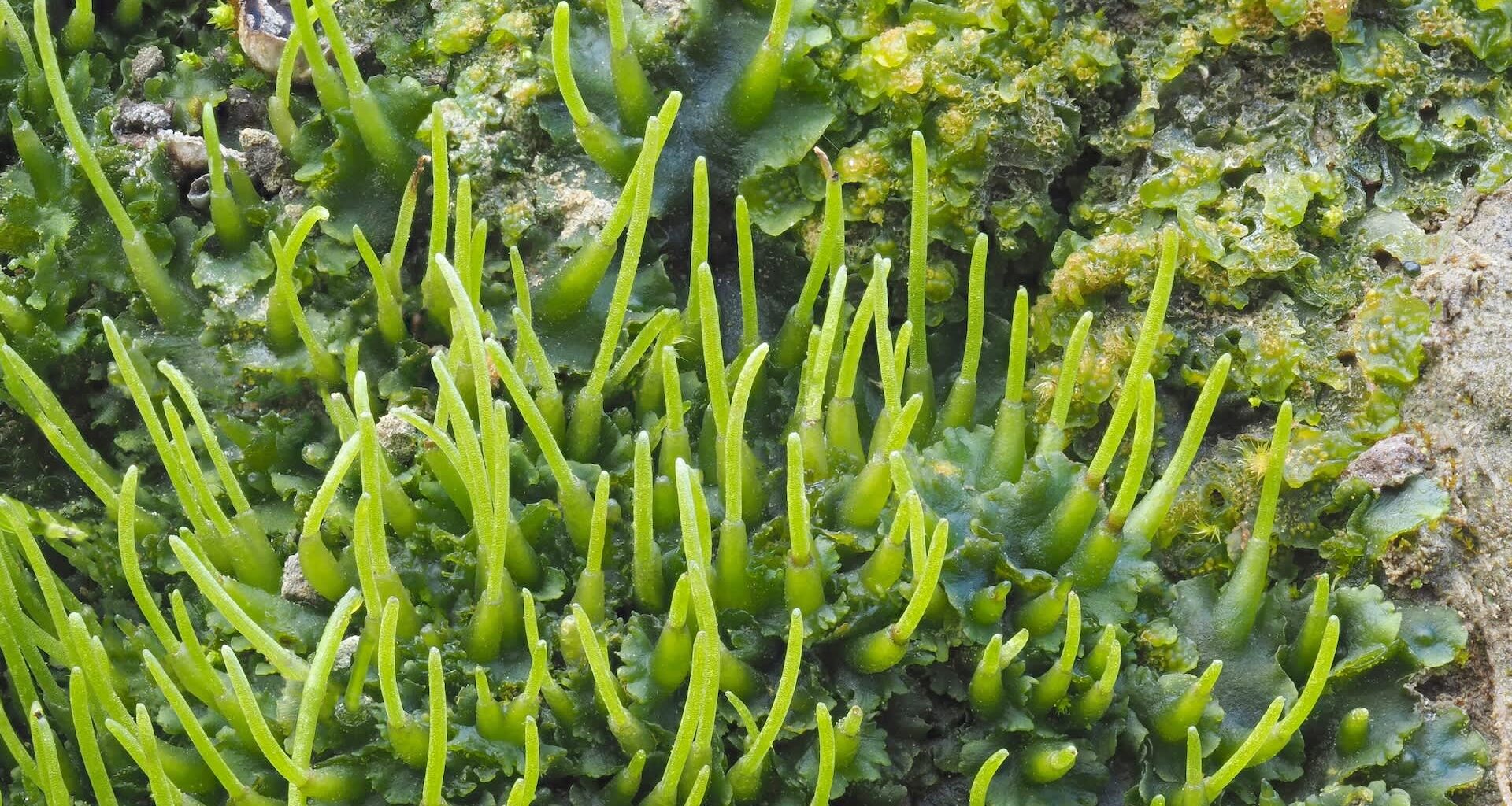 Researchers discovered that hornworts have unique traits that could turbocharge crop yields, offering insights for improving agricultural efficiency.