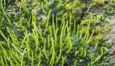 Researchers discovered that hornworts have unique traits that could turbocharge crop yields, offering insights for improving agricultural efficiency.