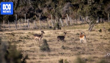 Farmers, community groups call for wild deer to be labelled a pest as population balloons