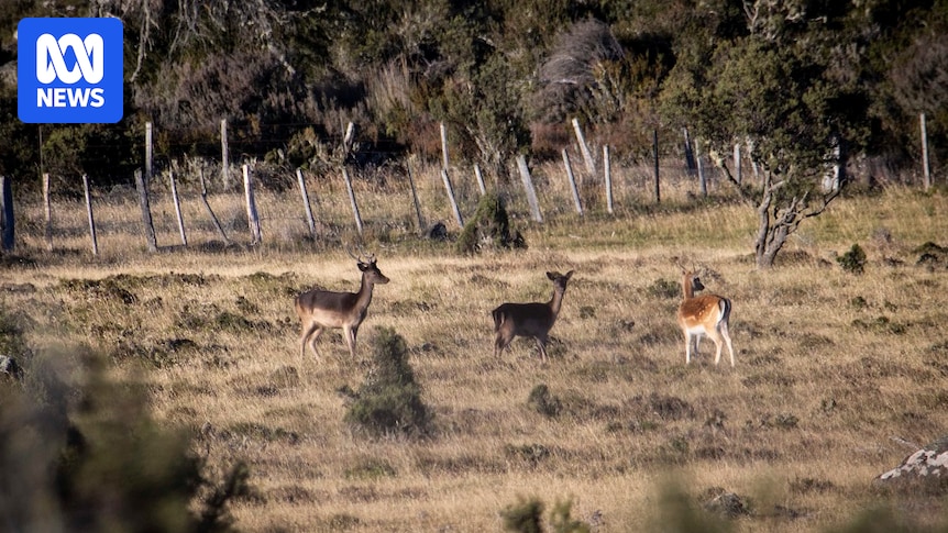 Farmers, community groups call for wild deer to be labelled a pest as population balloons