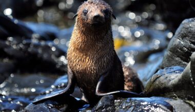 How this team is helping fur seals escape the scourge of plastic waste