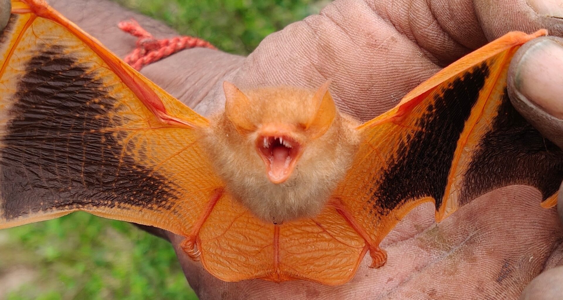 U.S.' hunger for Halloween trinkets is killing Vietnam's painted woolly bats