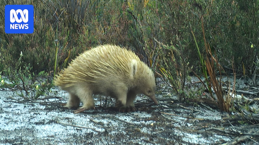 Truwana/Cape Barren Island trail camera survey captures blond echidnas, white-footed dunnart and more