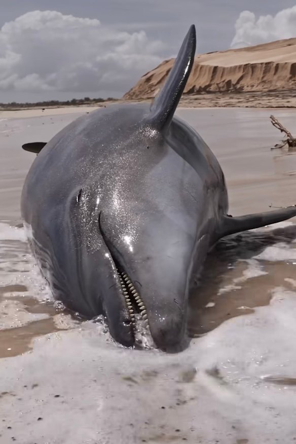A dolphin washed ashore on a beach along the Ningaloo coast after Tropical Cyclone Narelle.