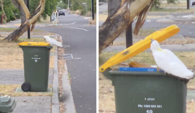 Man Finally Catches Mysterious Litterbug Who's Been Dumping His Trash Every Week