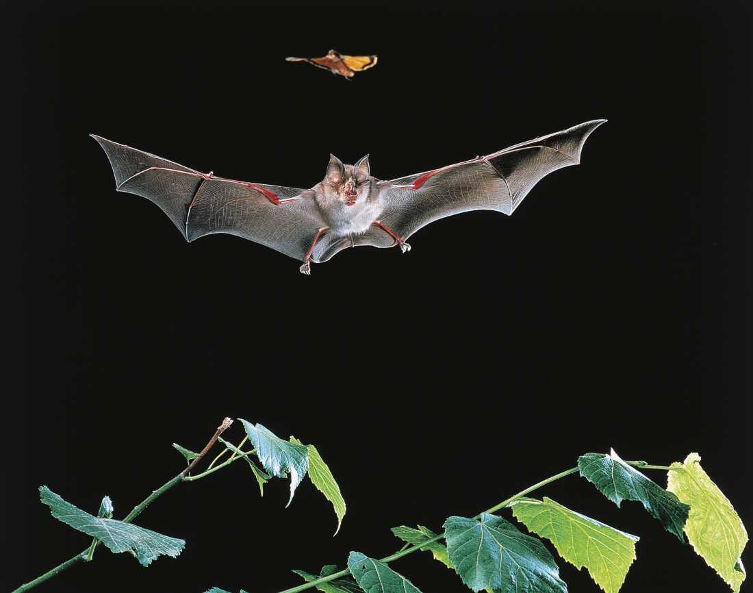 UNSPECIFIED - MARCH 03: Greater Horseshoe Bat (Rhinolophus ferrumequinum), Rinolofidae, while catching a moth.