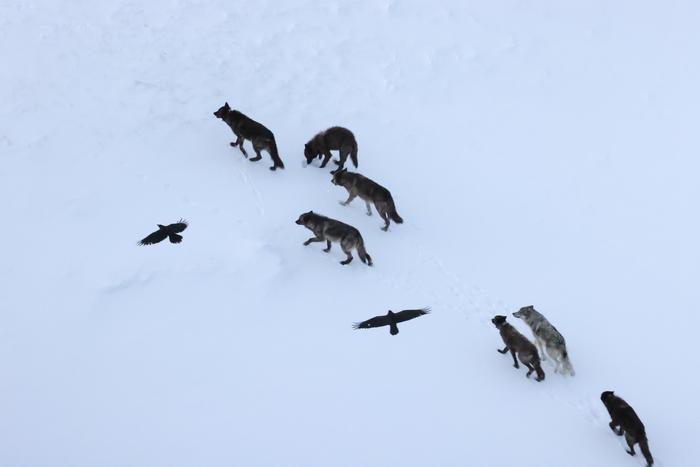 Ravens Flying Over Wolves