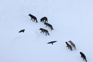 Wolves kill—and ravens remember where