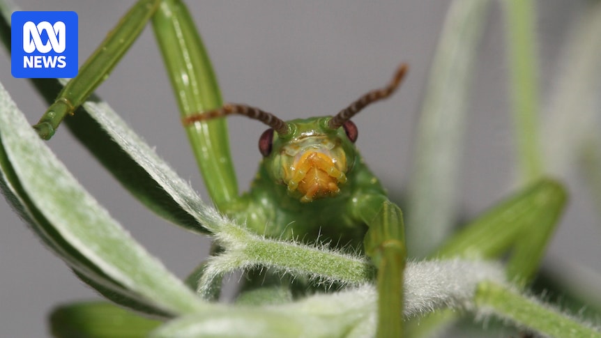 New discovery of rare Lord Howe Island stick insect colonies