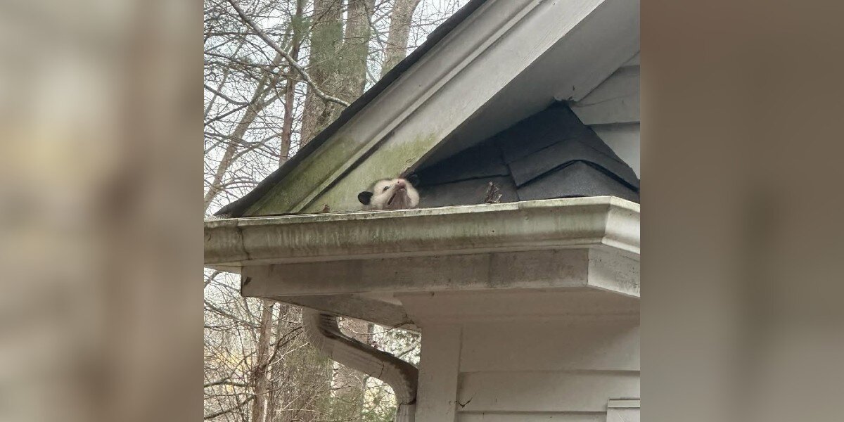Homeowners Find An Opossum Stuck In Their Roof — Then Save An Entire Family