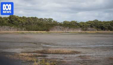 Tasmanian wetland rebounds as invasive rice grass nears eradication