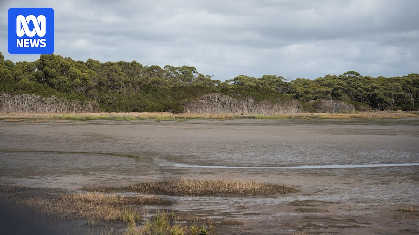 Tasmanian wetland rebounds as invasive rice grass nears eradication