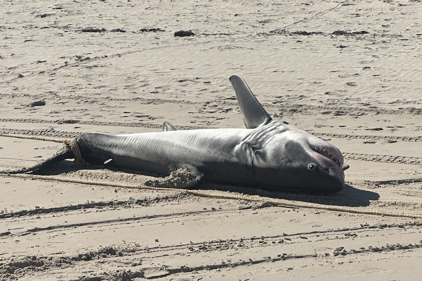 A shark lies on its side on a sandy beach.