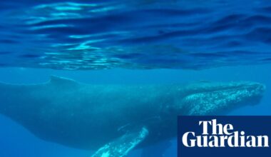 Oldest-known whale song recording provides new insight into ocean sounds | Whales