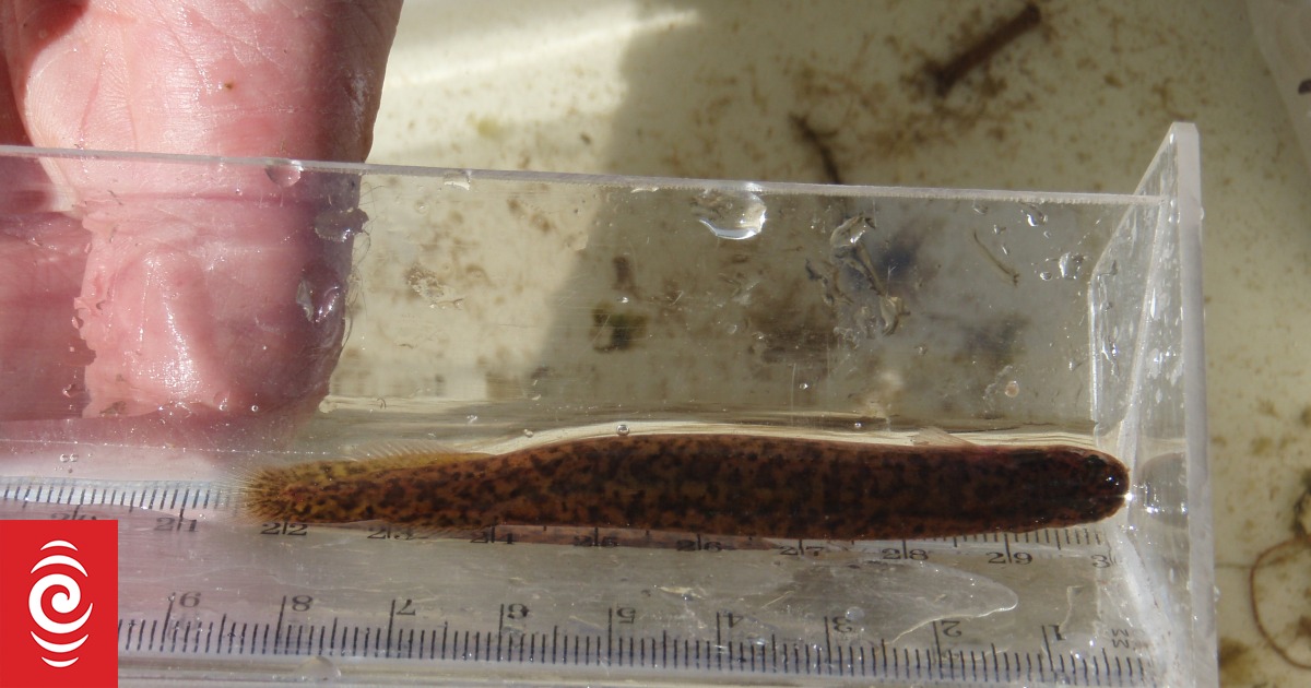 Mudfish pulls off last-minute upset to claim Fish of the Year 2026