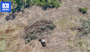 Koala habitat logged by farmers caught unaware of new environment laws