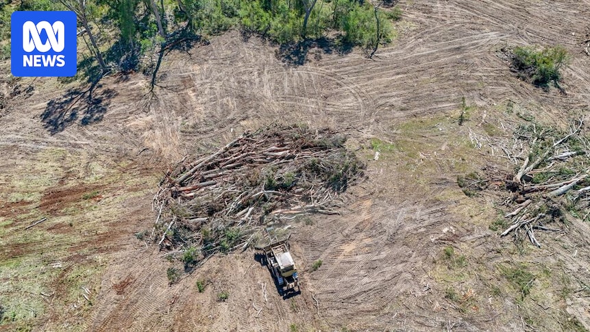 Koala habitat logged by farmers caught unaware of new environment laws