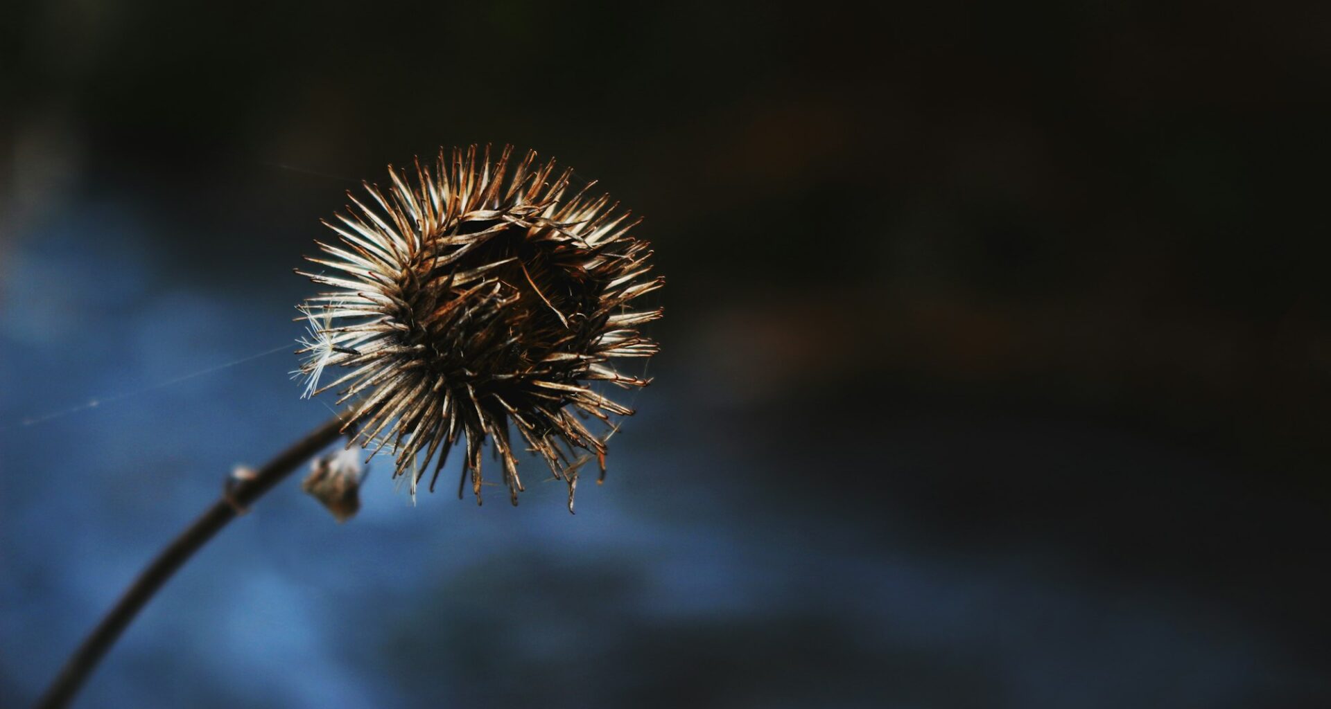 Maple Leafs sign Brandon Buhr to an ELC