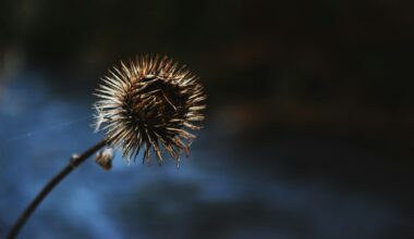 Maple Leafs sign Brandon Buhr to an ELC