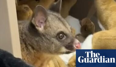 Possum found nestled in with plush toys at airport gift shop in Tasmania | Tasmania