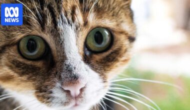 Kangaroo Island considers introducing 'last cat policy' in bid to eradicate feral cats