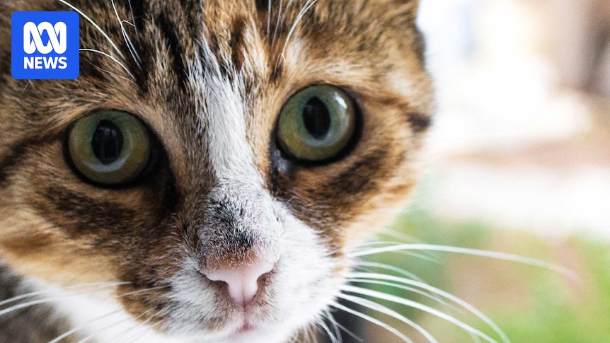 Kangaroo Island considers introducing 'last cat policy' in bid to eradicate feral cats