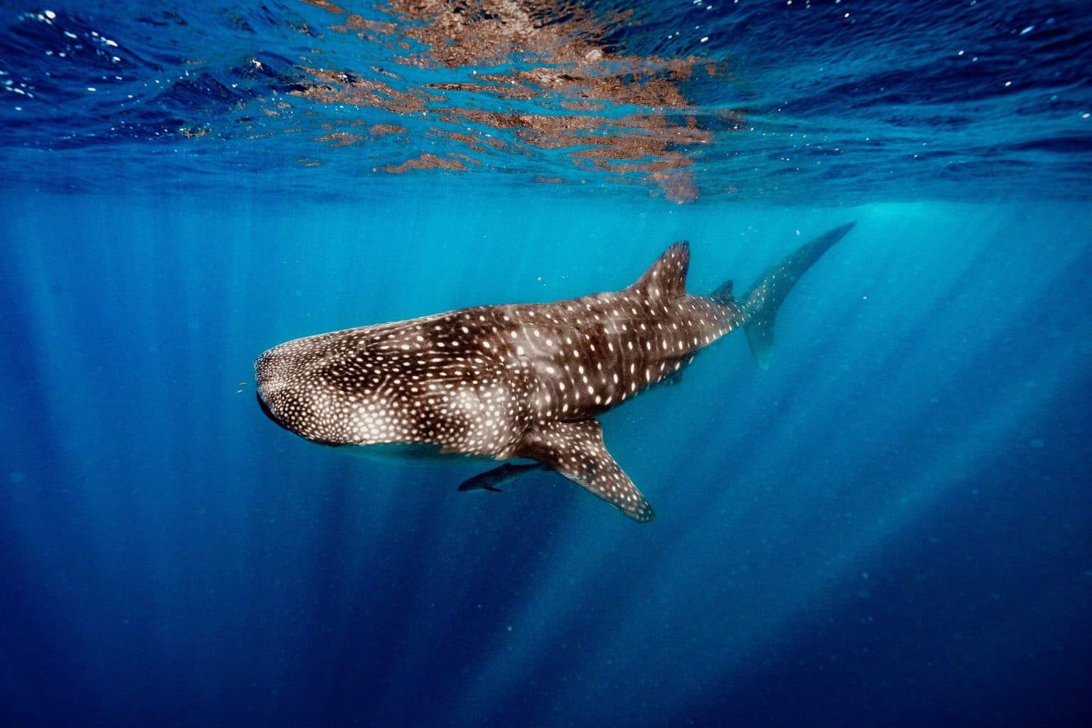 Whale shark season officially starts for 2026, with encounter recorded by Ningaloo Discovery eco tours