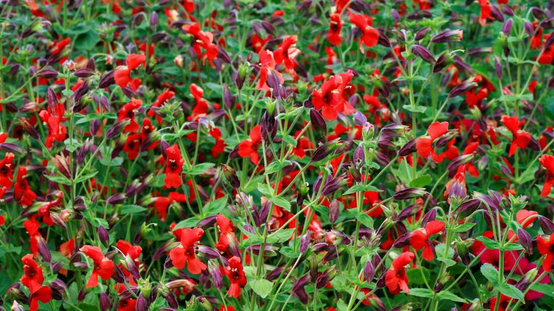 A field of wild-growing scarlet monkeyflowers, five-petaled bright red flowers with a slightly trumpet-like shape.