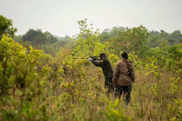 A ranger darts a rhinoceros at Ziwa Rhino Sanctuary before relocating it to Kidepo Valley National Park in north-eastern Uganda, Thursday, March 19, 2026. (AP Photo/Moses Dipak)