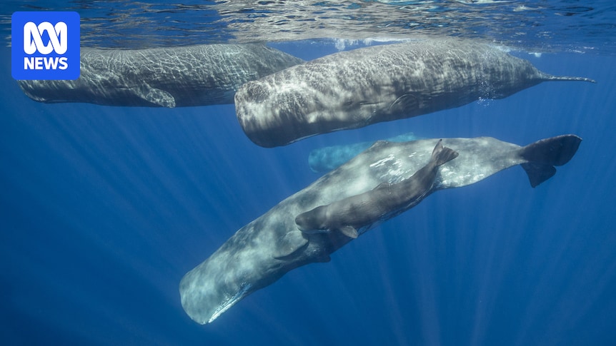 'Moby Dick' whales headbutting captured on video for first time
