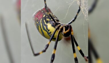 Large spiders the size of a human hand are invading the US