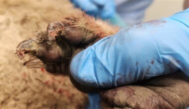 Koala allegedly towed behind ute in Koroit in act of animal cruelty