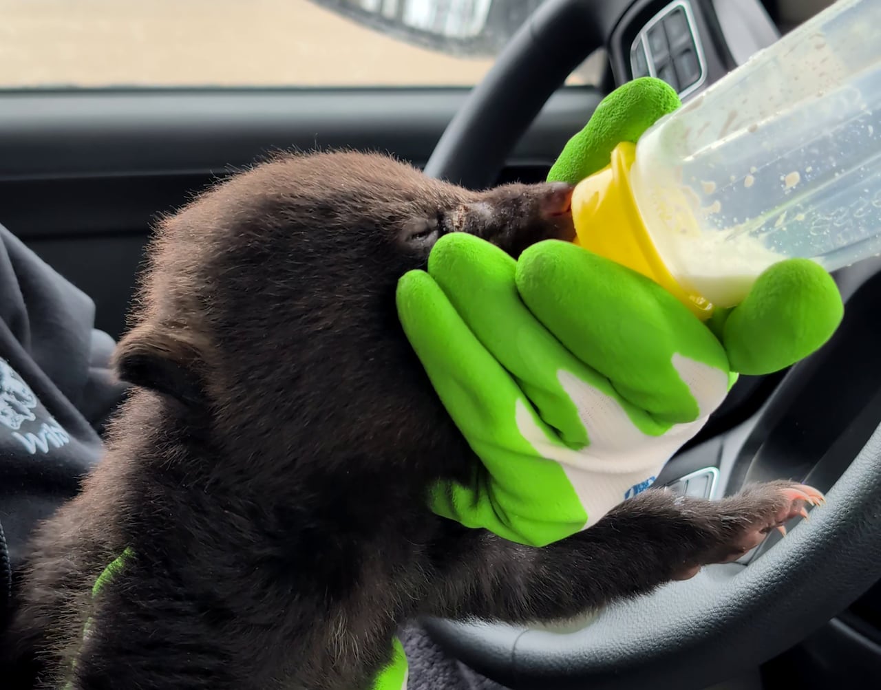 A small bear cub feeds from a bottle being held in a car.