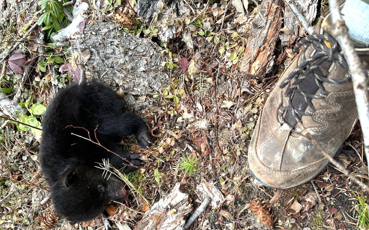 A black bear cub lies on a forest floor next to a person's shoes.