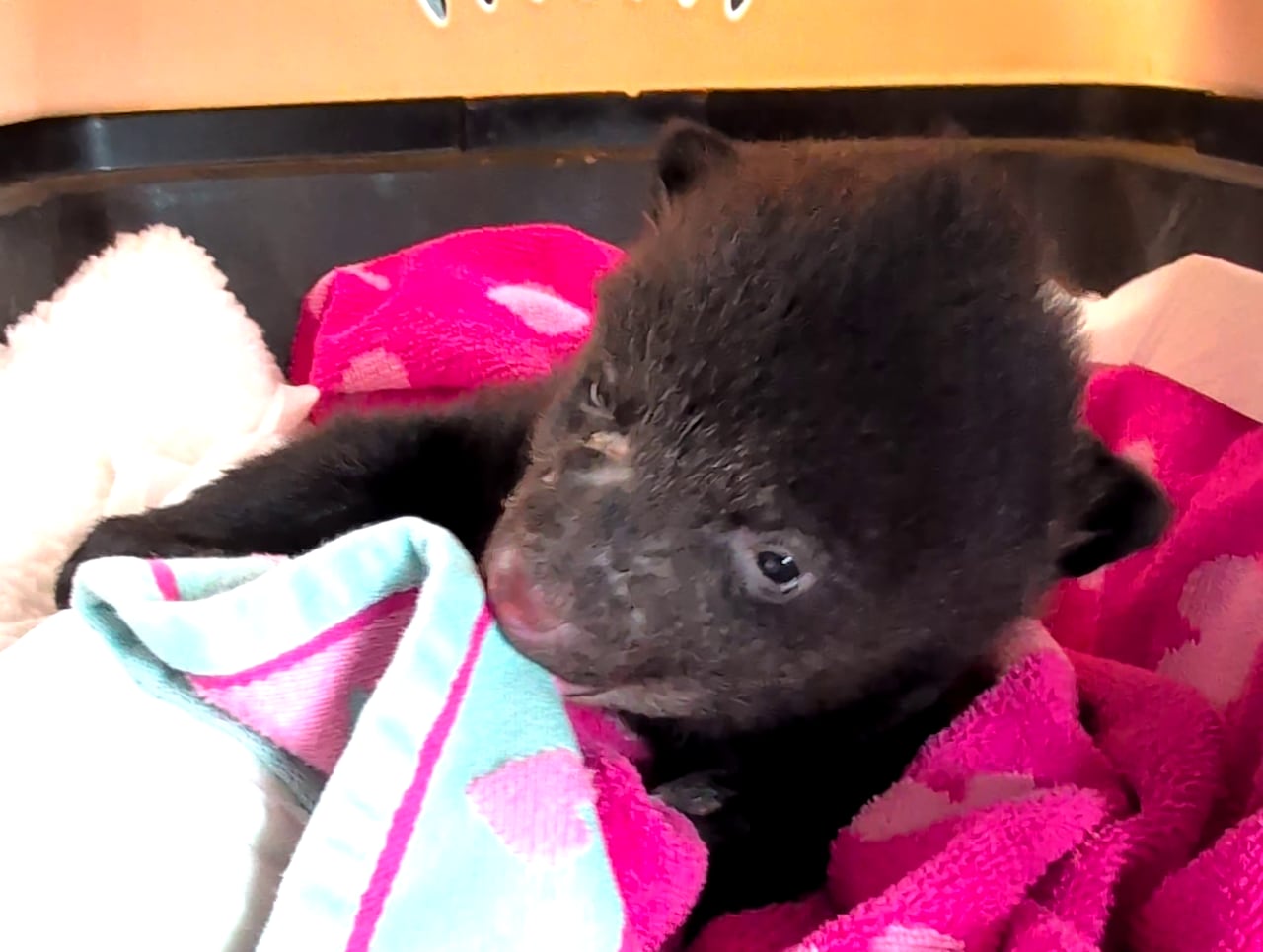 A tiny black bear cub lying on a blanket.