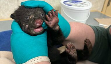 Tiny black bear cub rescued, transported across B.C. to safety