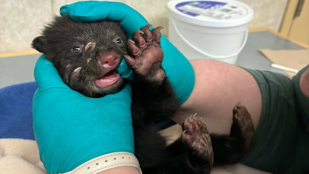 Tiny black bear cub rescued, transported across B.C. to safety