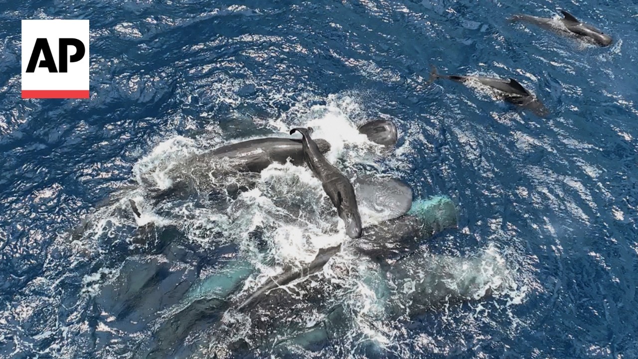 Rare video shows female sperm whales working together during a birth - YouTube