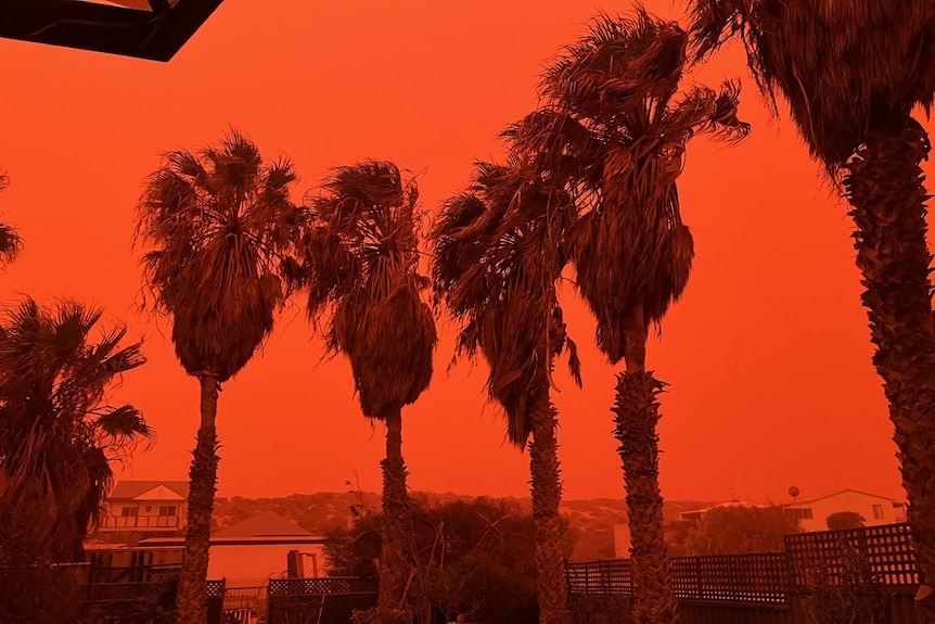 A dust storm sweeps through Shark Bay at sunset.