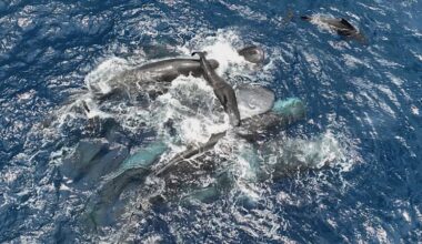 Footage shows female sperm whales working together during a birth to protect the calf