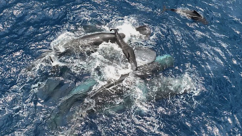 Footage shows female sperm whales working together during a birth to protect the calf