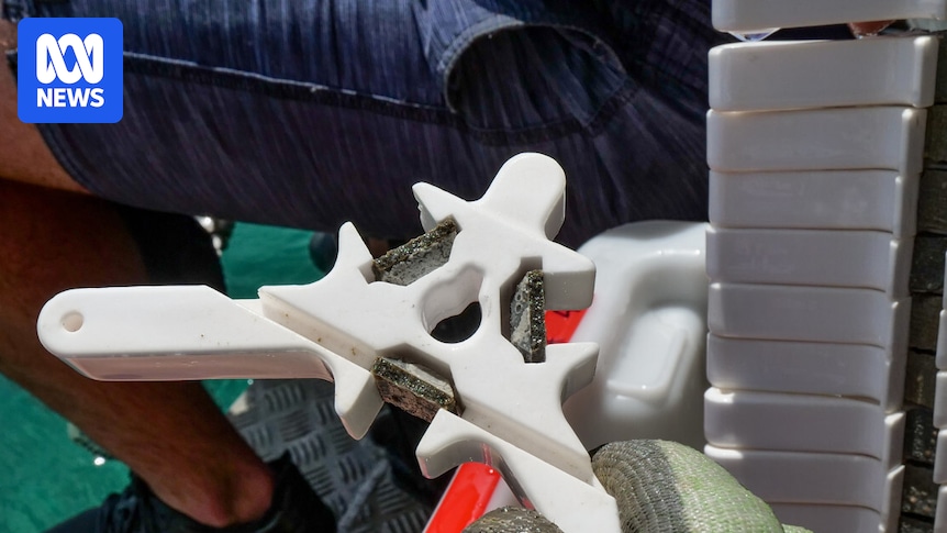 Hand-raised baby corals bring hope of restoring Great Barrier Reef