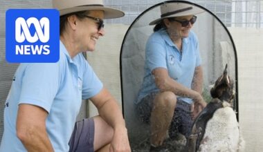 Antarctic penguin appears on remote WA beach, 4,000km from home