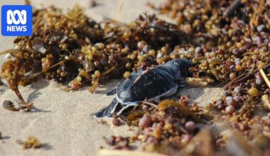 WA tourist towns grapple with wildlife loss, damage to businesses after Cyclone Narelle