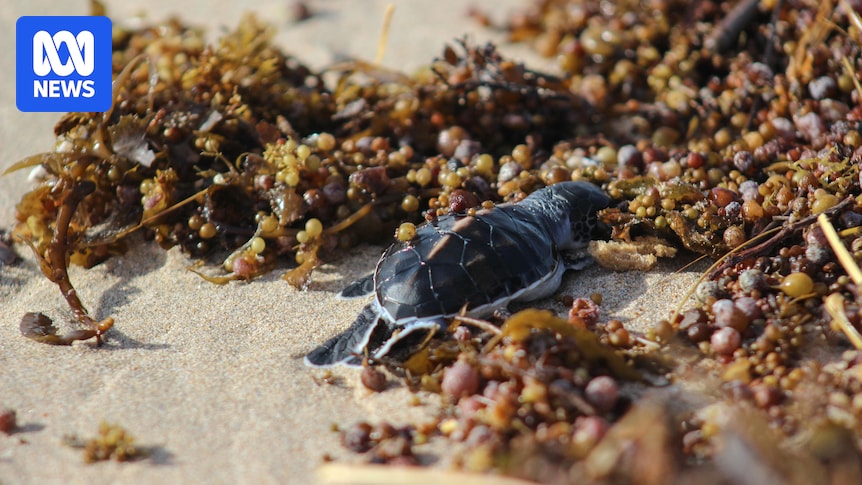 WA tourist towns grapple with wildlife loss, damage to businesses after Cyclone Narelle