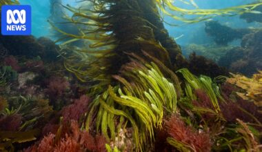 Festival encourages people to see seaweed's 'importance and beauty'
